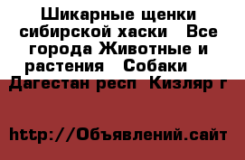 Шикарные щенки сибирской хаски - Все города Животные и растения » Собаки   . Дагестан респ.,Кизляр г.